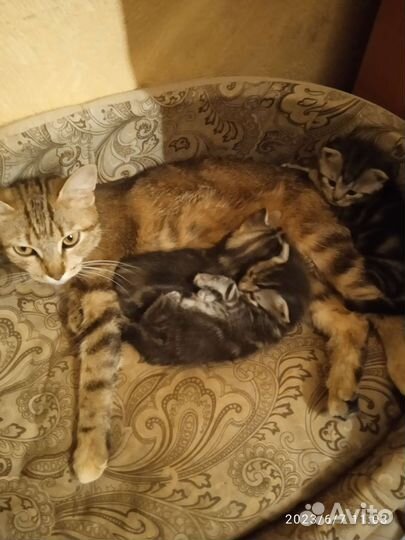 Котята бенгал и британка