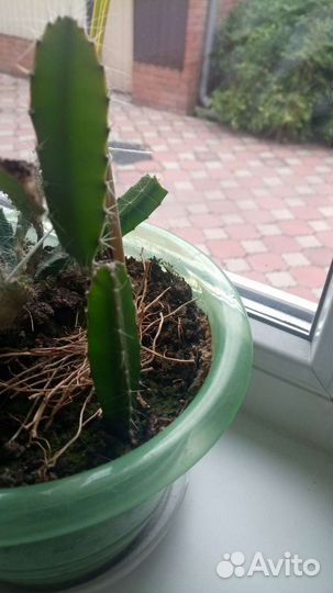 Кактус (плодовый) ограниченный