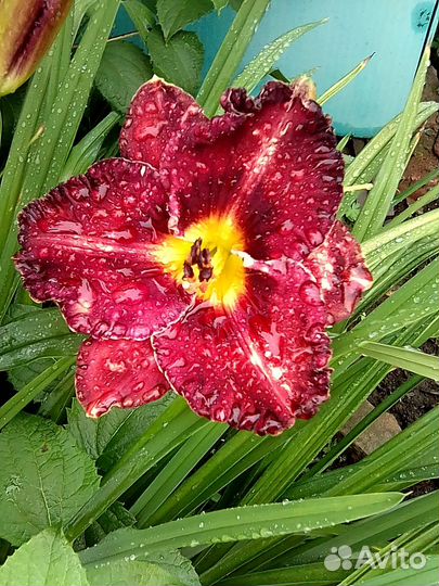 Продам лилейники