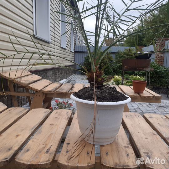 Финиковая пальма