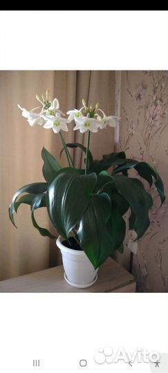 Эухарис амазонская лилия