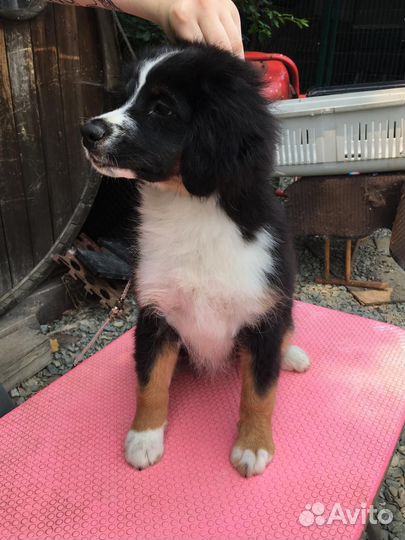 Миниатюрная Американская овчарка