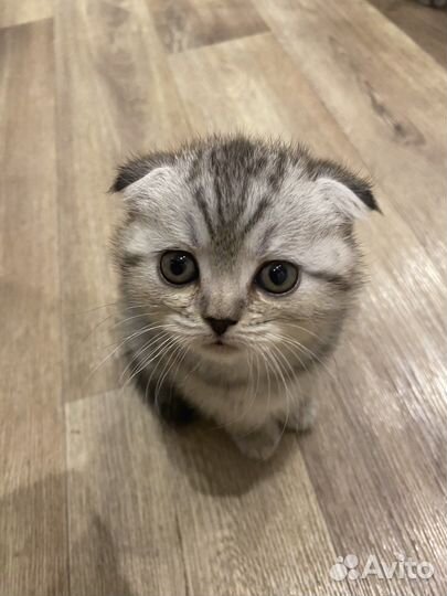 Британские котята