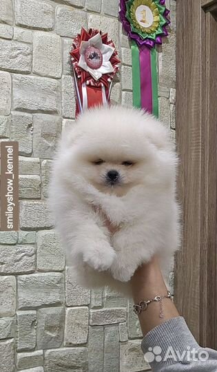 Мальчик светлый крем. Видео