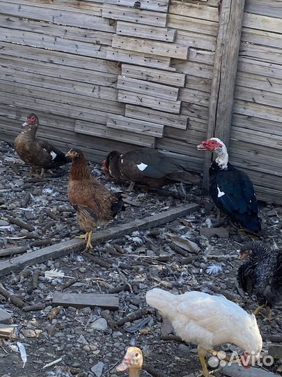 Холмогорские гуси