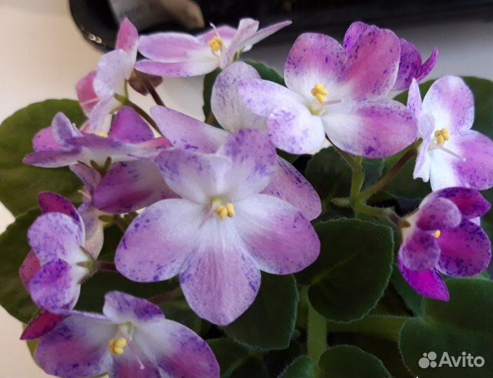 Сортовые фиалки