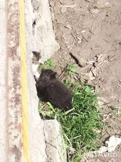 Котята в добрые руки бесплатно