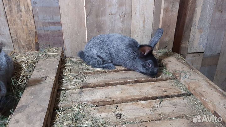 Продам кроликов