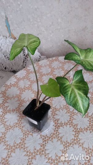 Комнатные растения,за инфой в сообщения