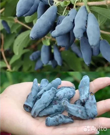 Жимолость лучших сортов бакчарской селекции зкс