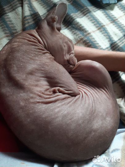 Кошка сфинкс