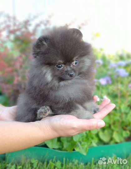 Шпиц девочки