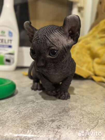 Котята сфинкс