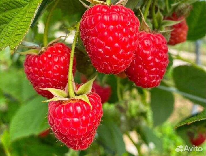 Саженцы малины