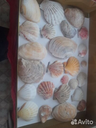 Морские ракушки раковины