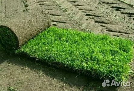 Рулонный газон