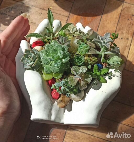 Композиция с суккулентами 