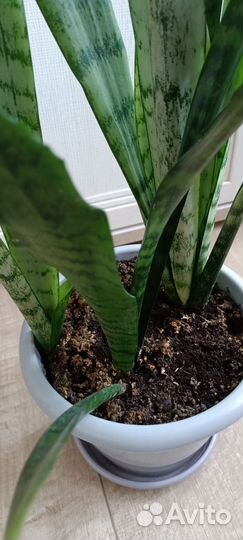 Сансевиерия щучий хвост