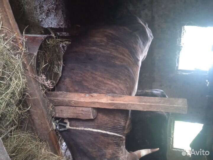 Бычки на откорм продам