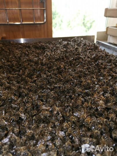 Пчелиный подмор