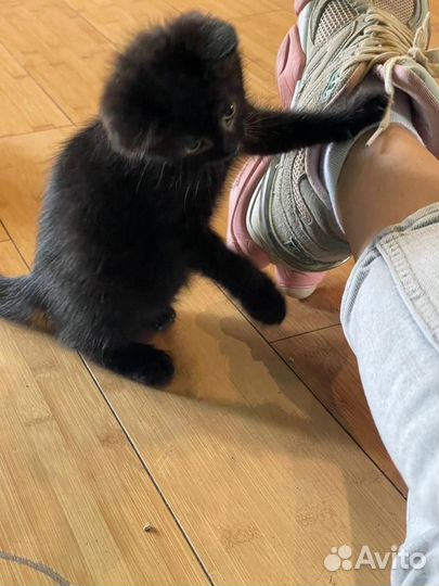 Кошки в добрые руки бесплатно