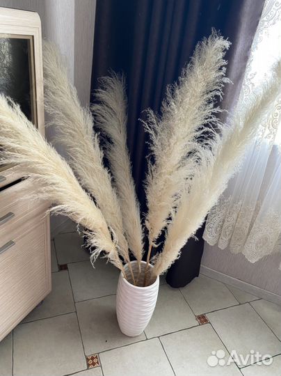 Пампасная трава