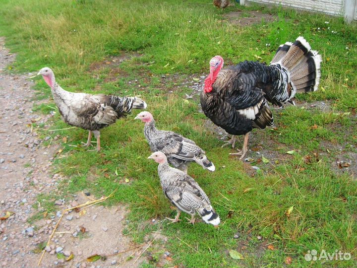 Индюки индюшата