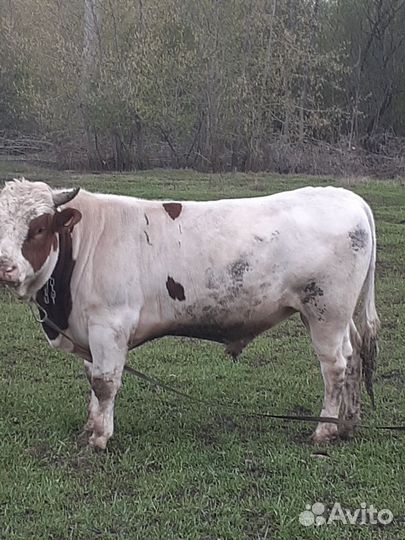 Быки на мясо