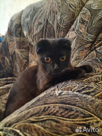 Кошка вислоухая Ванесса