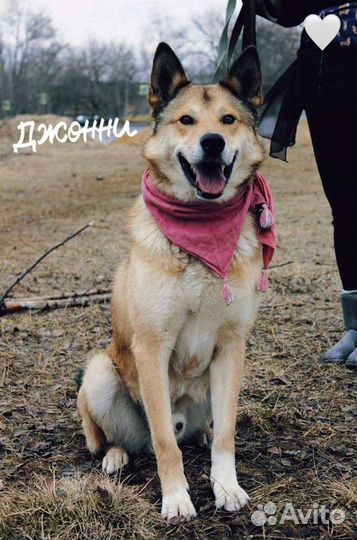 Джонни из приюта ищет дом