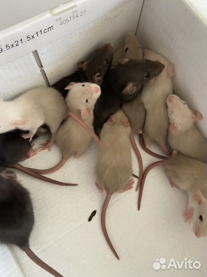 Крыса дамбо