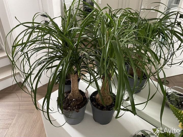 Нолина (Бокарнея) слоновья нога 45 см