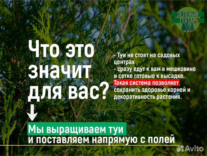 Туи смарагд 0,8 м свежая копка 2023