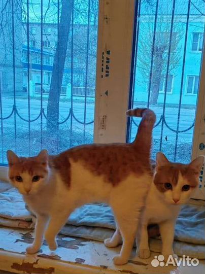 Кошечка в добрые руки