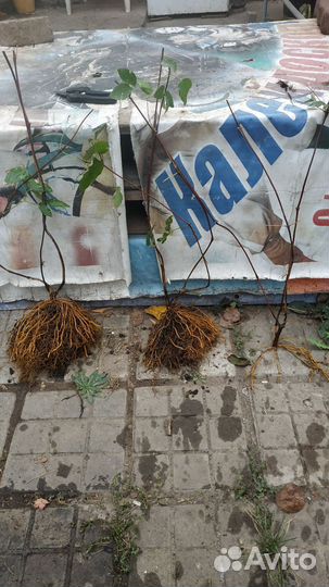 Клематис принцесса Диана