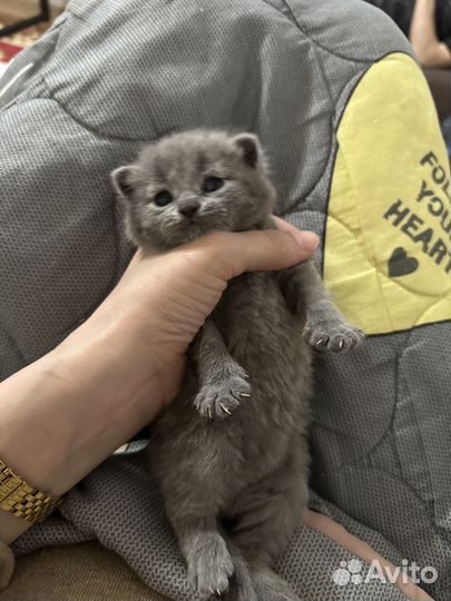 Британская