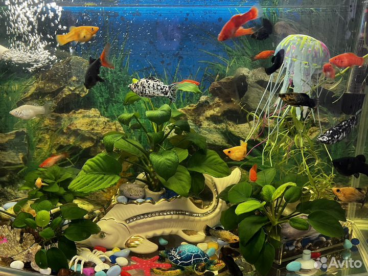 Рыба гуппи, малинейзия 3 видов, гурами, тернеция