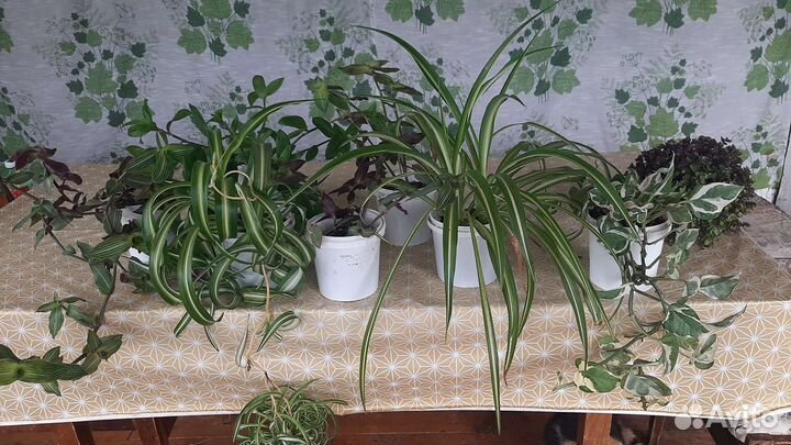 Комнатные растения