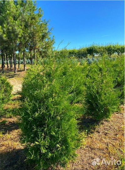 Туя Брабант ком/Оптом