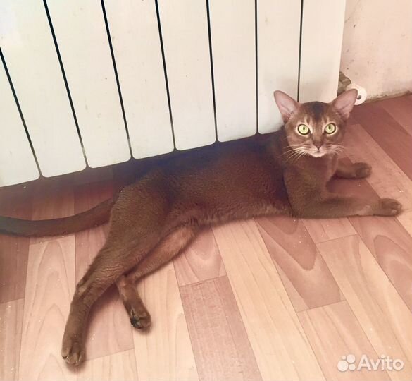 Кот продается