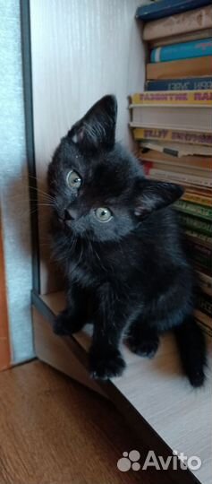 Отдаем в добрые руки очаровательных мышеловок