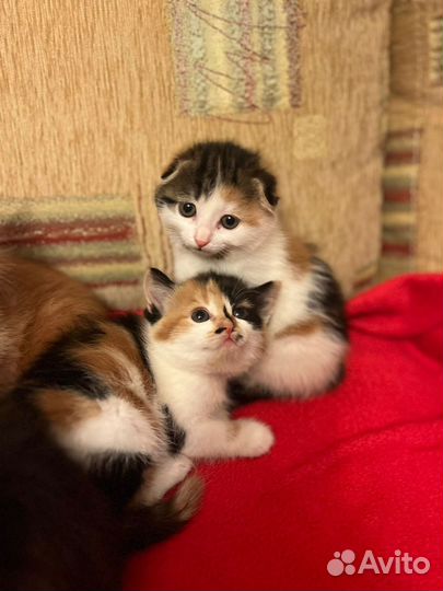 Котенок бесплатно