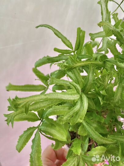 Папоротники птерисы