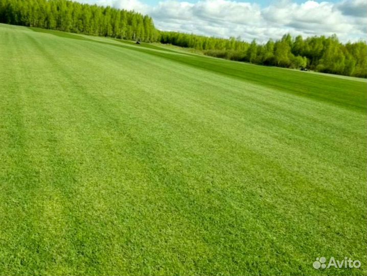 Рулонный газон от производителя