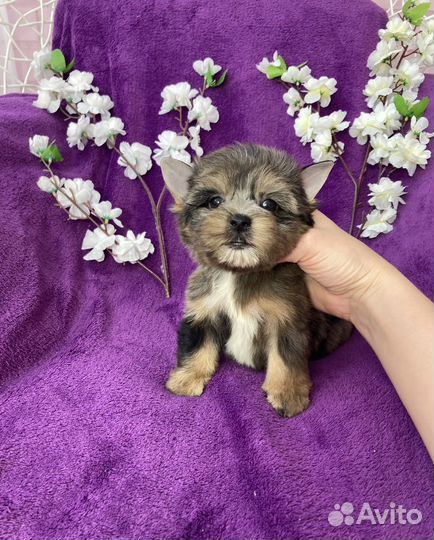 Йорк чёрный мраморный мальчик