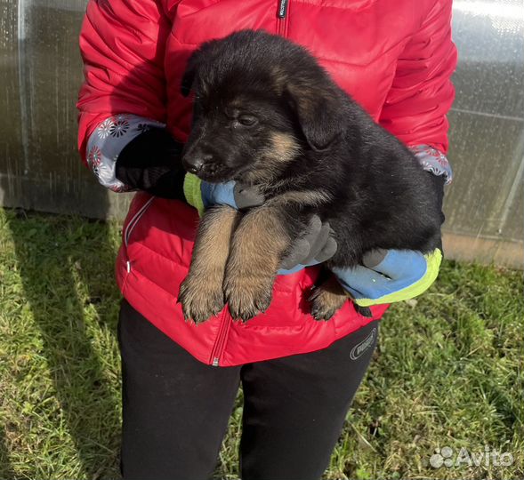 Немецкая овчарка