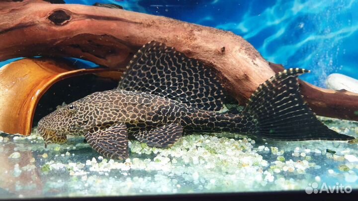 Сом парчовый птеригоплихт