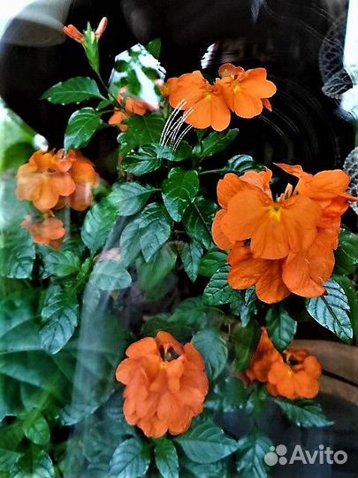 Комнатные цветы