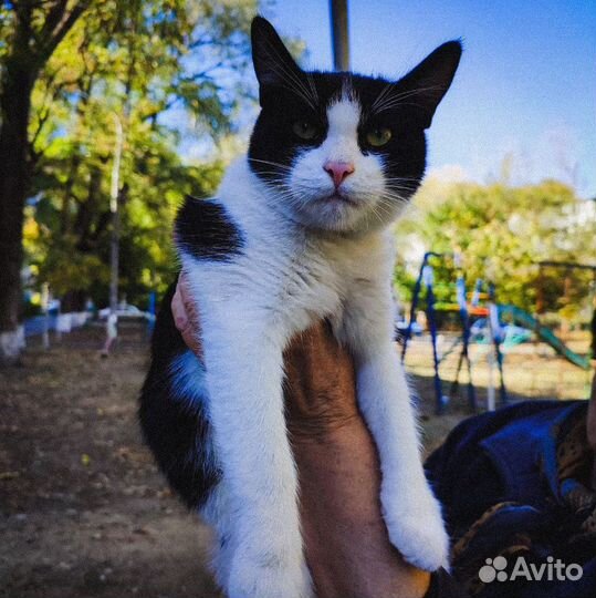 В добрые руки