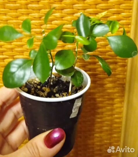 Цветок японских императоров